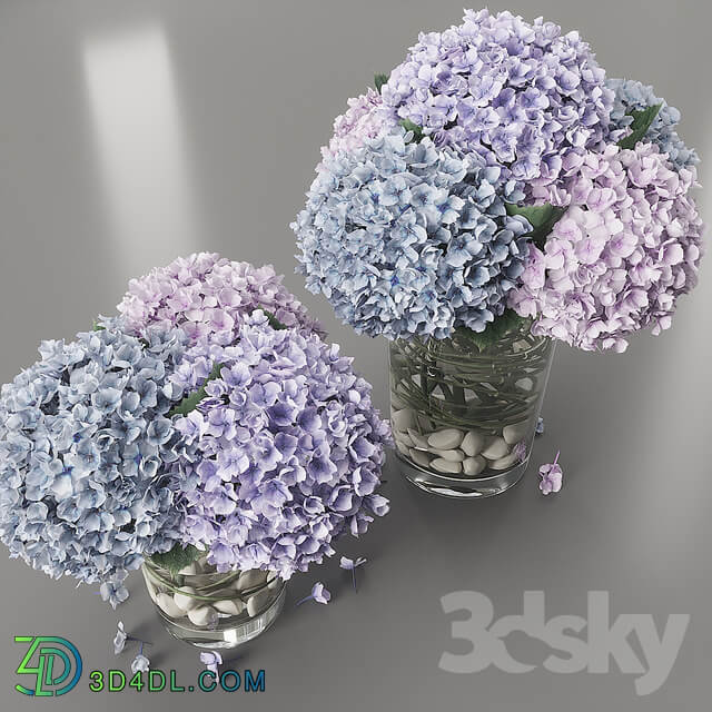 Hydrangea purple blue