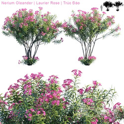 Nerium Oleander Laurier rose 