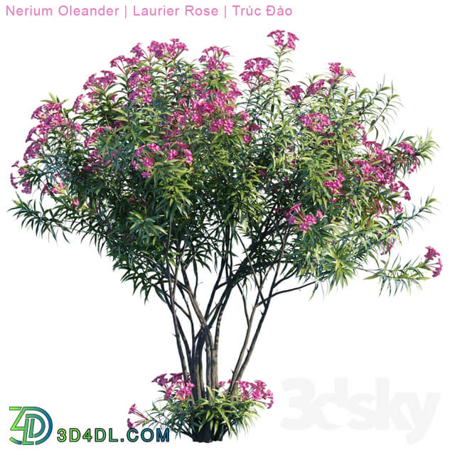 Nerium Oleander Laurier rose