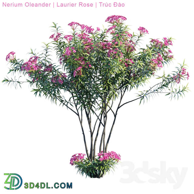 Nerium Oleander Laurier rose