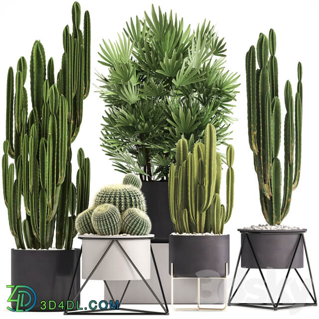 Plant collection 307. Cacti palm tree pot flowerpot Rapis Cereus Barrel cactus interior stylish ecotic Raphis Palm 3D Models