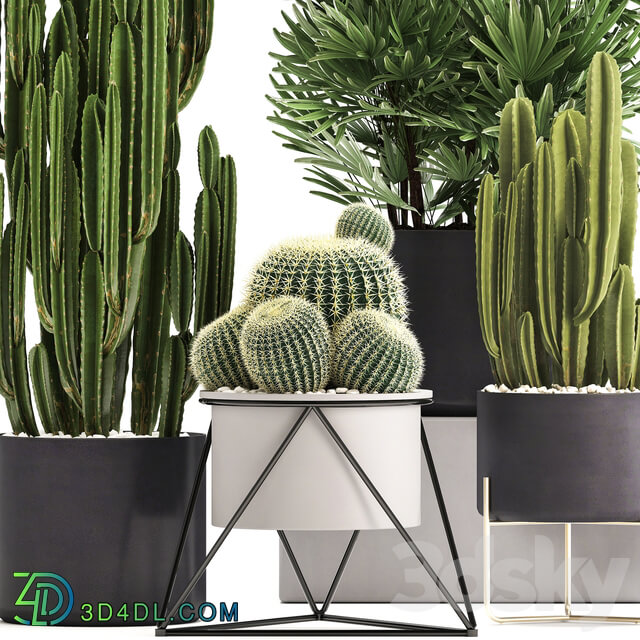 Plant collection 307. Cacti palm tree pot flowerpot Rapis Cereus Barrel cactus interior stylish ecotic Raphis Palm 3D Models