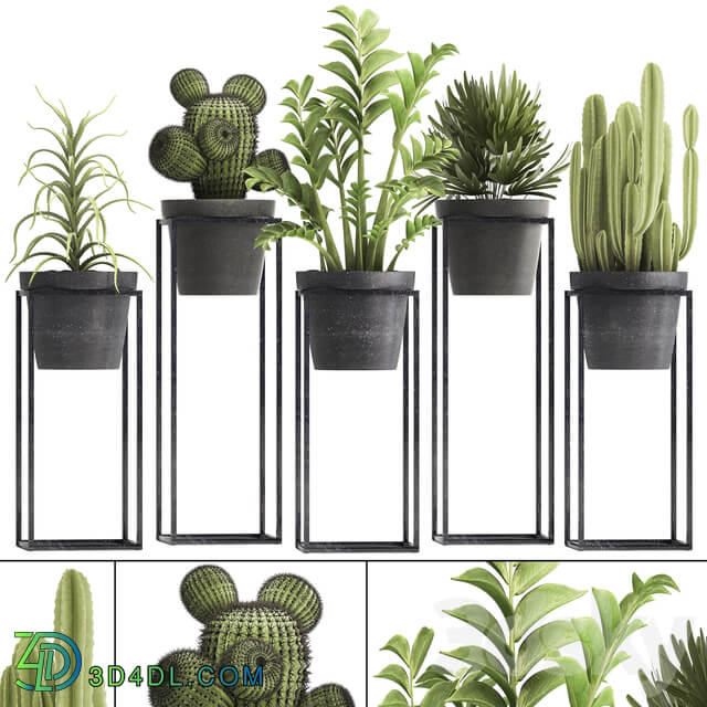 Plant collection 314. Small plants pot cactus rapis aloe cireus indoor stand concrete pot loft Zamioculcas Raphis Palm 3D Models