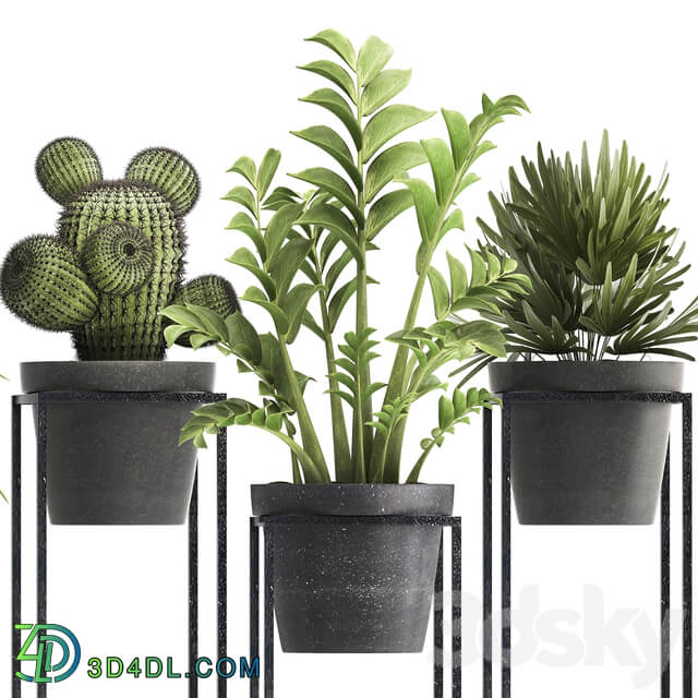Plant collection 314. Small plants pot cactus rapis aloe cireus indoor stand concrete pot loft Zamioculcas Raphis Palm 3D Models