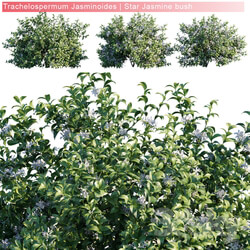 Trachelospermum Jasminoides Star jasmine bush 