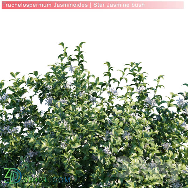 Trachelospermum Jasminoides Star jasmine bush