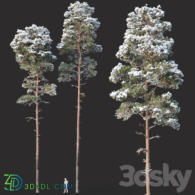 Pinus sylvestris Nr13 H19 22m. Two winter trees 3D Models