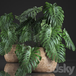 Plant Monstera in the basket 343. Monstera. Indoor monstera basket rattan pot eco design natural decor bush interior exotic flower 3D Models 