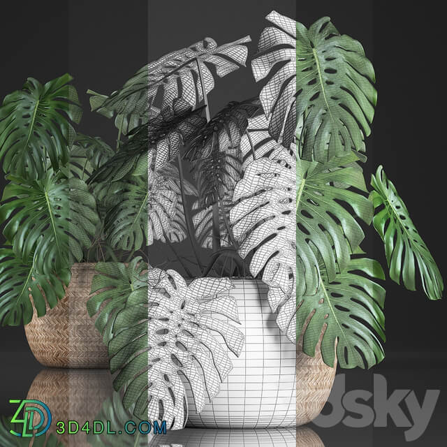 Plant Monstera in the basket 343. Monstera. Indoor monstera basket rattan pot eco design natural decor bush interior exotic flower 3D Models