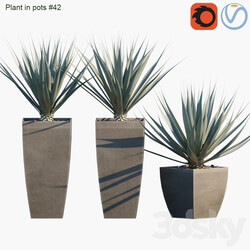 Plant in pots 42 Agave 