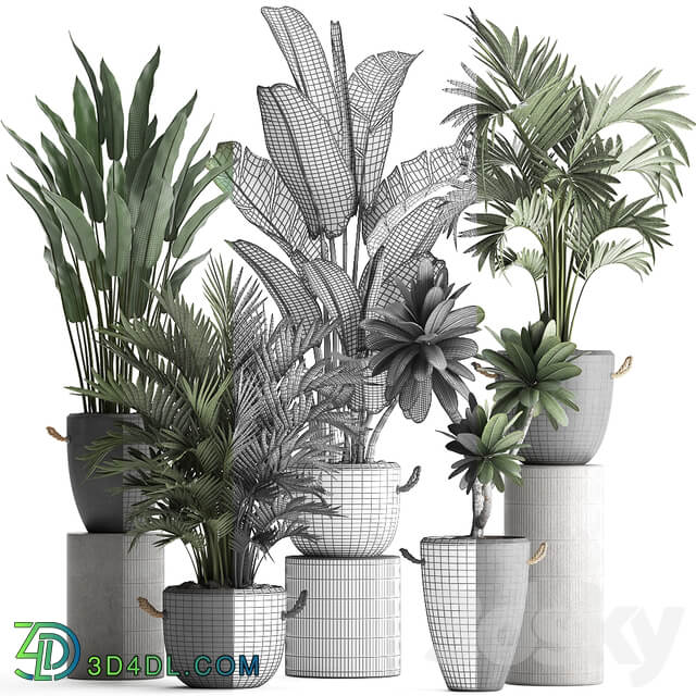 Plant Collection 402. Banana strelitzia palm howea plumeria concrete flowerpot pot exotic plants outdoor exotic strelitzia 3D Models