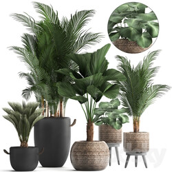 Plant Collection 422. 3D Models 