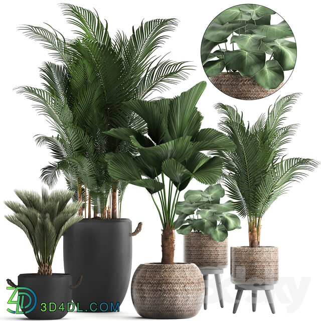 Plant Collection 422. 3D Models