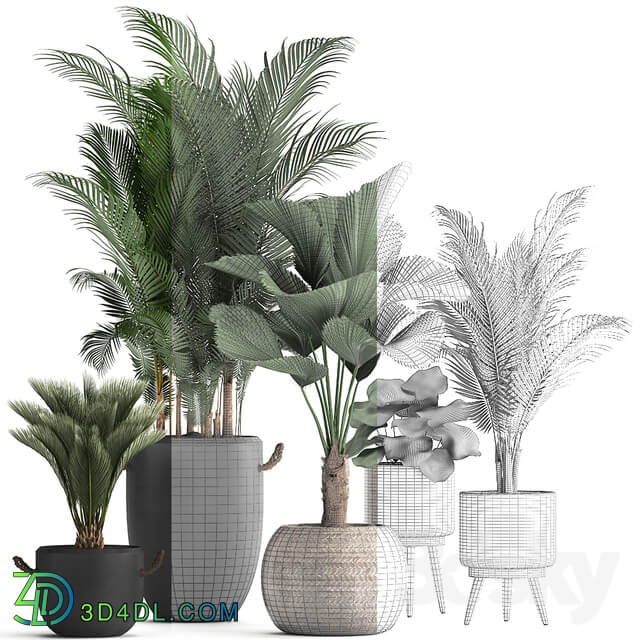 Plant Collection 422. 3D Models