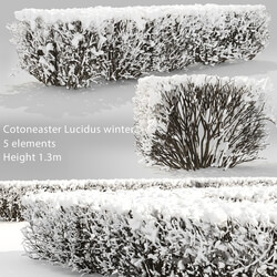 Cotoneaster is brilliant. Winter hedge 3 