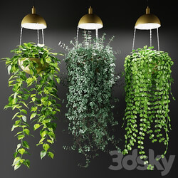 Ampel plants in a cache pot with lamps 