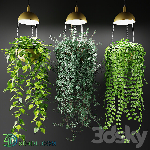 Ampel plants in a cache pot with lamps