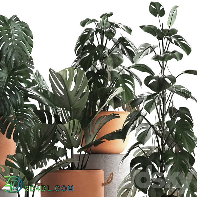 Plant Collection 423. Monstera 3D Models