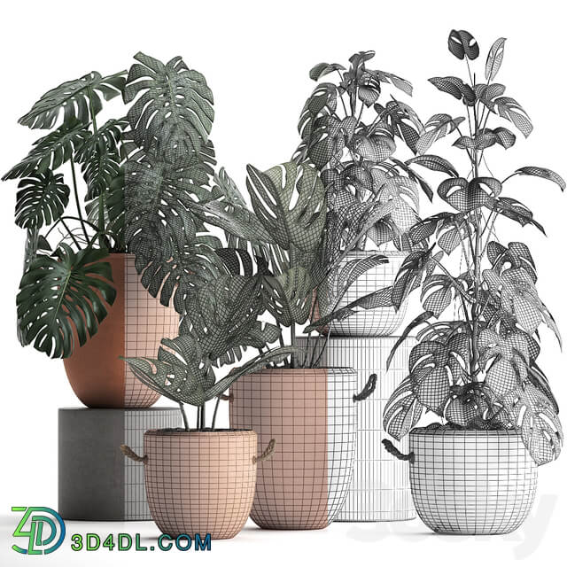Plant Collection 423. Monstera 3D Models