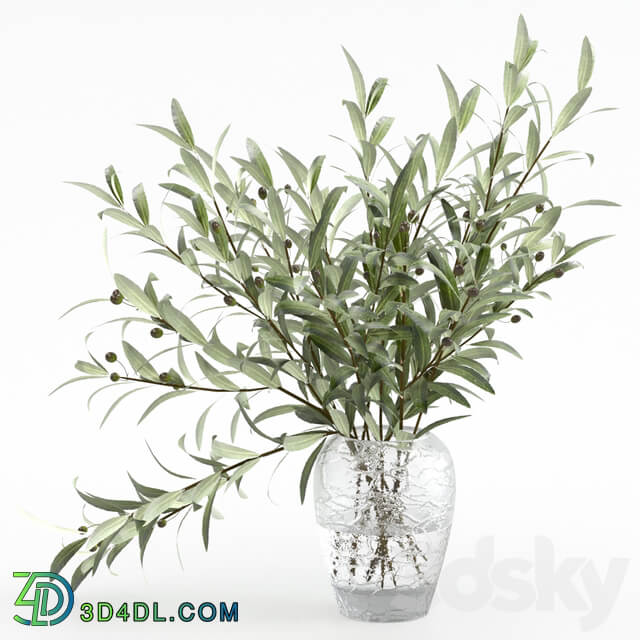 Olive branches in a vase