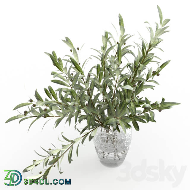 Olive branches in a vase