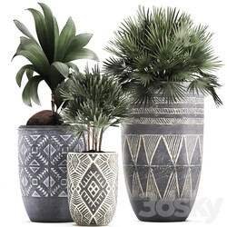 Plant Collection 475. coconut nucifera fan palm rapis indoor plants eco design natural decor indoor 3D Models 