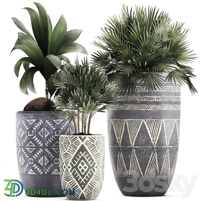 Plant Collection 475. coconut nucifera fan palm rapis indoor plants eco design natural decor indoor 3D Models
