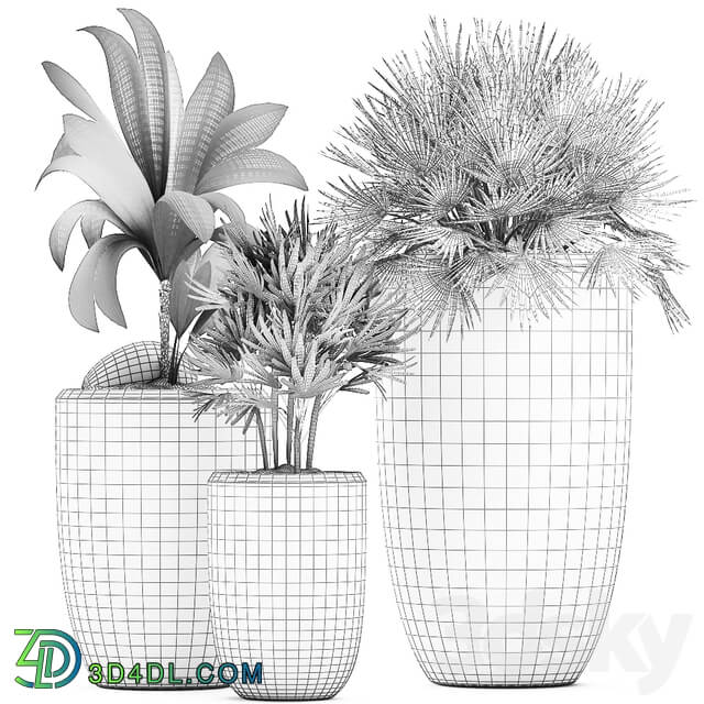 Plant Collection 475. coconut nucifera fan palm rapis indoor plants eco design natural decor indoor 3D Models