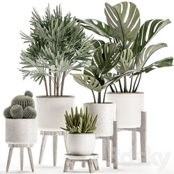 Plant Collection 509. White pot flowerpot monstera painting palm tree cactus Barrel cactus Scandinavian style interior home eco decor design 3D Models 