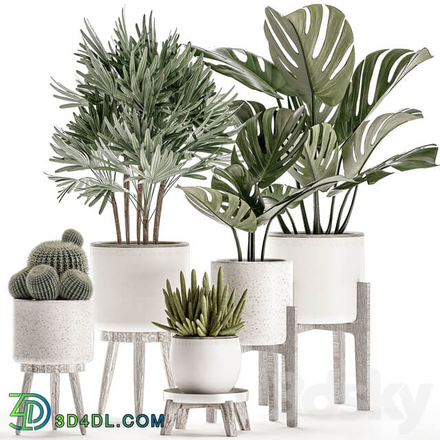 Plant Collection 509. White pot flowerpot monstera painting palm tree cactus Barrel cactus Scandinavian style interior home eco decor design 3D Models