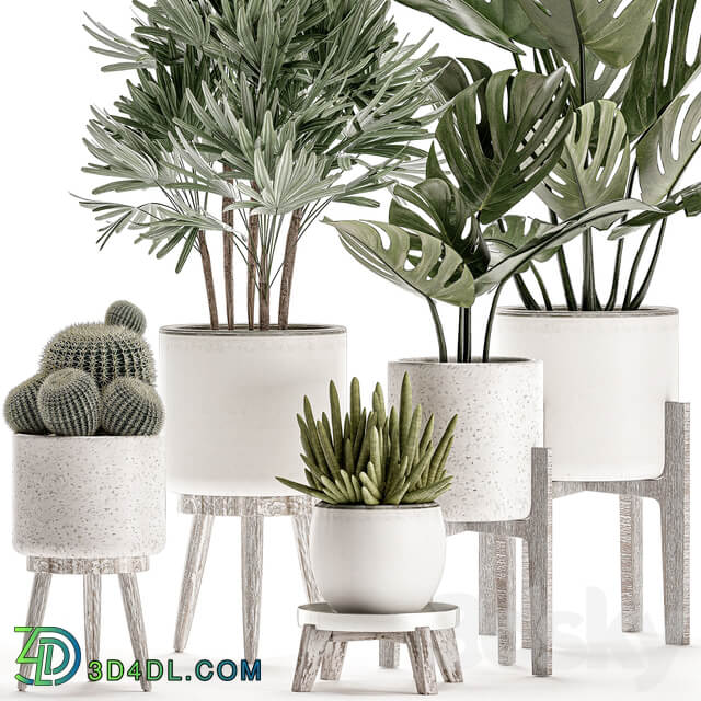 Plant Collection 509. White pot flowerpot monstera painting palm tree cactus Barrel cactus Scandinavian style interior home eco decor design 3D Models