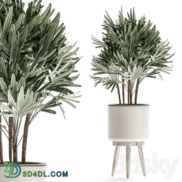 Plant Collection 509. White pot flowerpot monstera painting palm tree cactus Barrel cactus Scandinavian style interior home eco decor design 3D Models