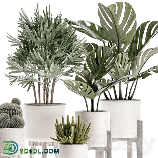 Plant Collection 509. White pot flowerpot monstera painting palm tree cactus Barrel cactus Scandinavian style interior home eco decor design 3D Models