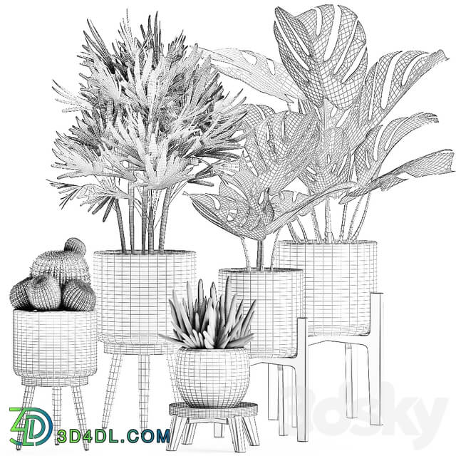 Plant Collection 509. White pot flowerpot monstera painting palm tree cactus Barrel cactus Scandinavian style interior home eco decor design 3D Models