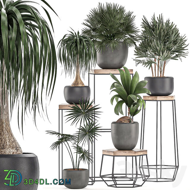 Collection of plants 525. 3D Models