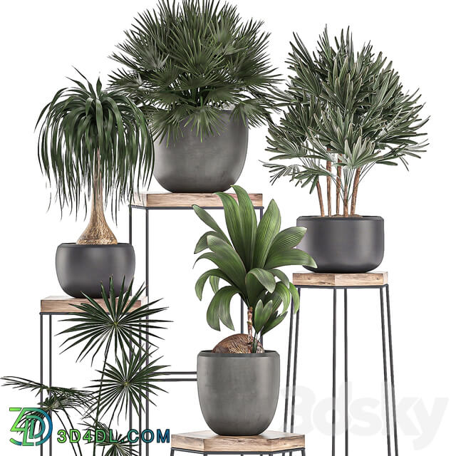 Collection of plants 525. 3D Models