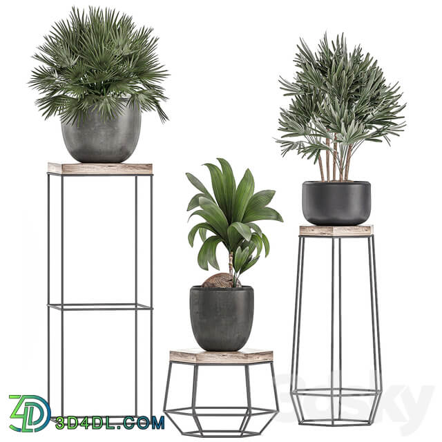 Collection of plants 525. 3D Models