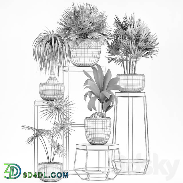 Collection of plants 525. 3D Models