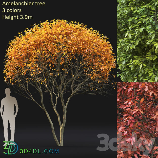 Amelanchier Bush 3D Models