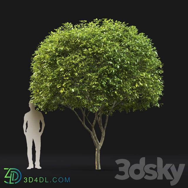 Amelanchier Bush 3D Models