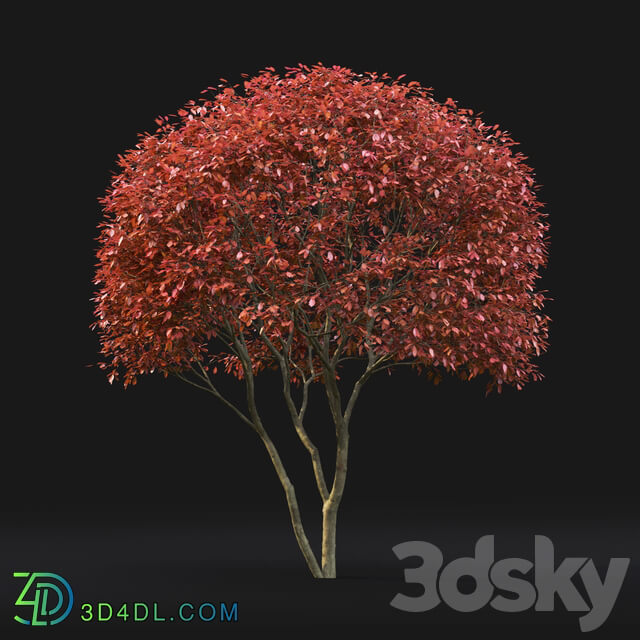 Amelanchier Bush 3D Models