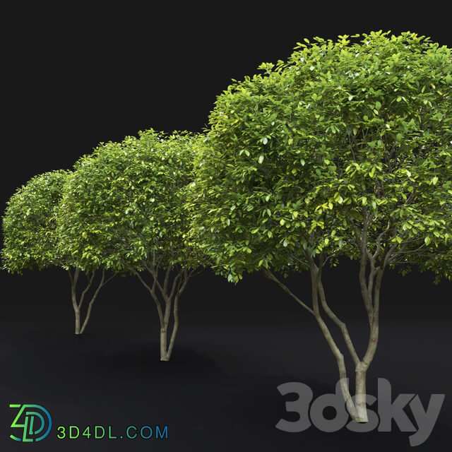 Amelanchier Bush 3D Models