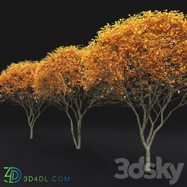 Amelanchier Bush 3D Models