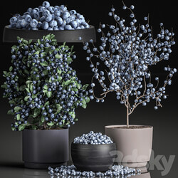 Plant Collection blueberry bushes 548. Branches berries blueberries blueberries bowl with berries decor blue bush decorative eco design natural decor branches plants 3D Models 