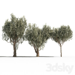 Olive Trees 3 Olive Trees 3  