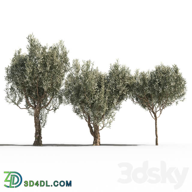Olive Trees 3 Olive Trees 3 