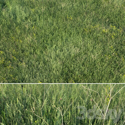 Grass field 01 