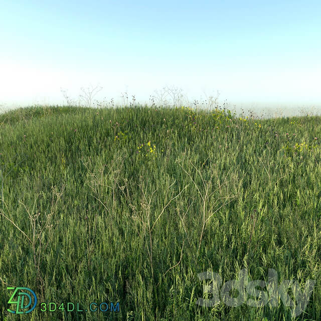 Grass field 01