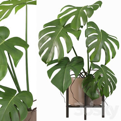 Plants collection 034 Monstera 