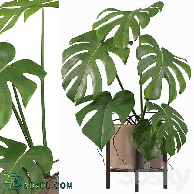 Plants collection 034 Monstera